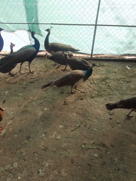 Vând Păun an 2025 la preț bun