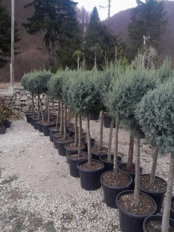 Direct distribuitor plante ornamentale cu experientã in domeniu oferim