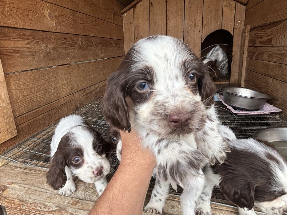 Английски спрингер шпаньол