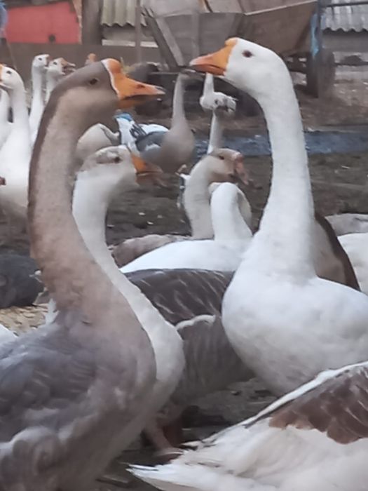 Gâște americane ouătoare