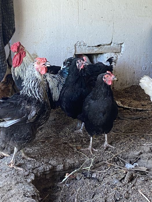 13 кур, 1 петух - 3500 тг