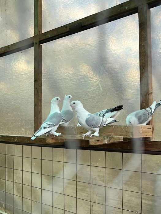 Vand Porumbei Satineti pe Albastru