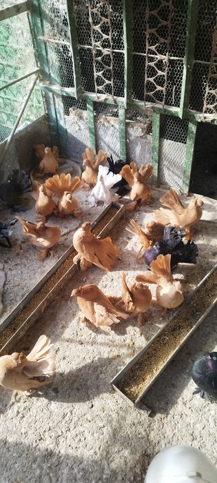 Продавам ростовски гълъби.