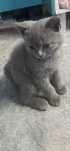 British Shorthair Blue