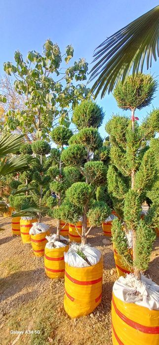 Xar xil turdagi archa kochatlari bor..