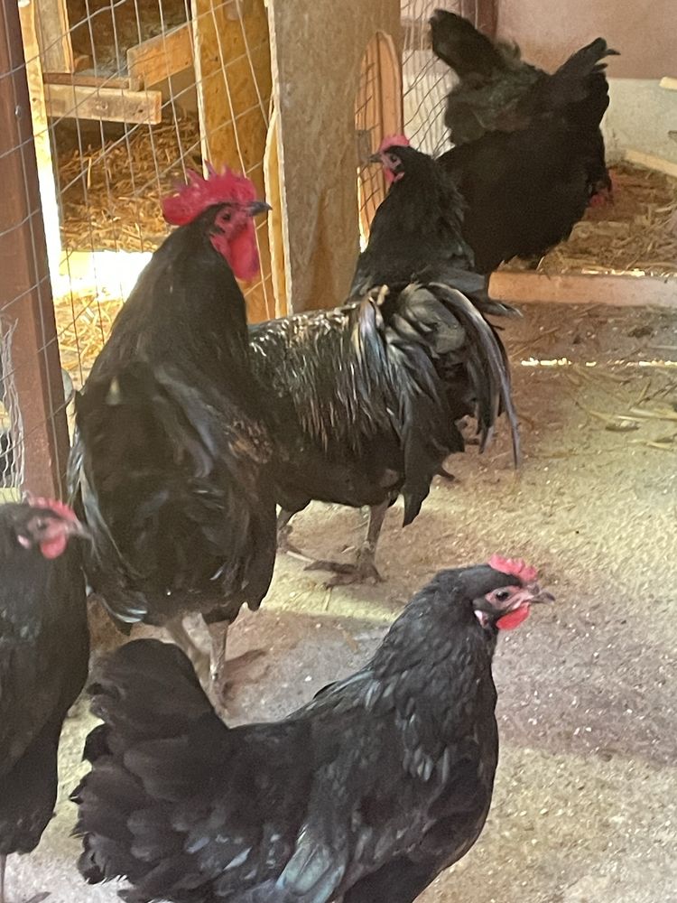 Vand familie australorp negru 8+2