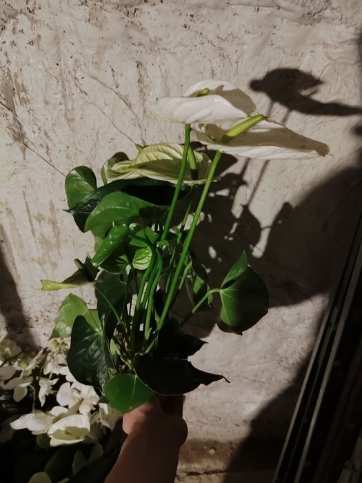 Антуриумы ( Мужское счастье) 40-45 см / белые и красные