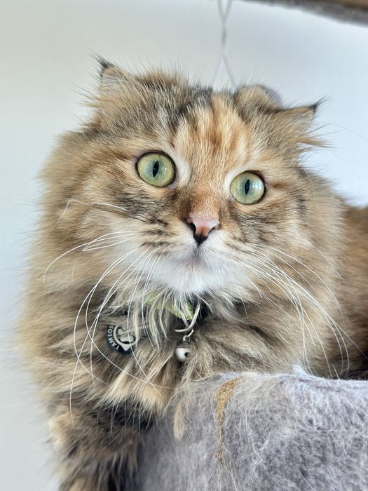 Шотландска правоуха