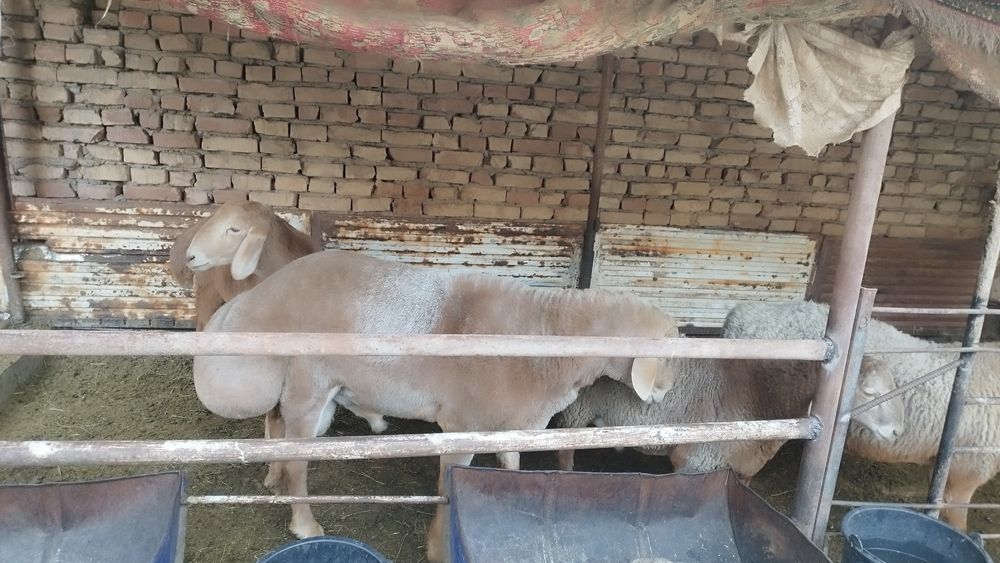 Арашан Кузи ва кучкорлар