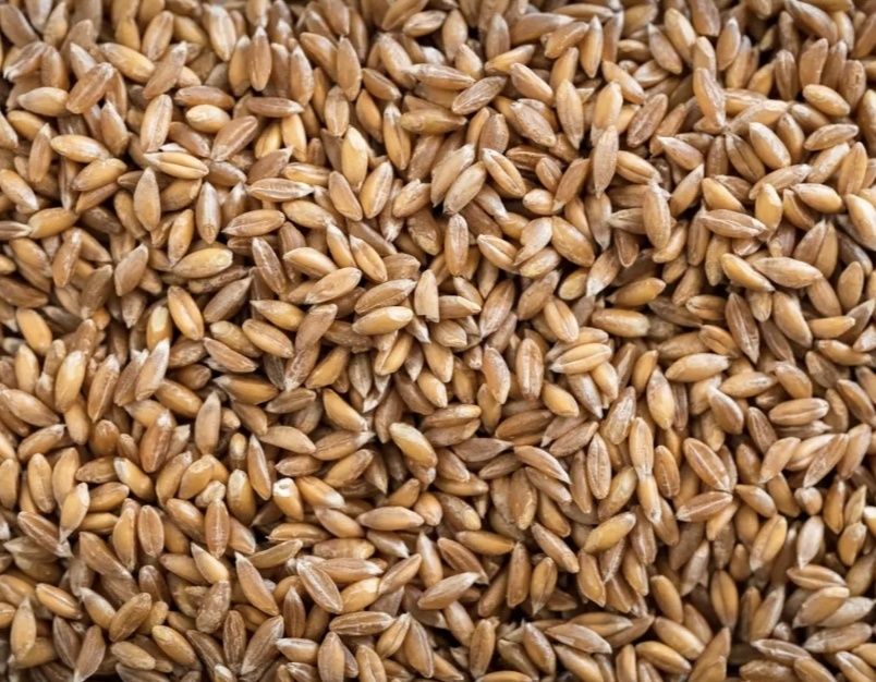 Vand seminte de Triticale , selectate si tratate pt semanat