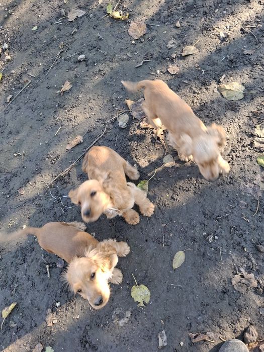 Кученца английски кокершпоньол