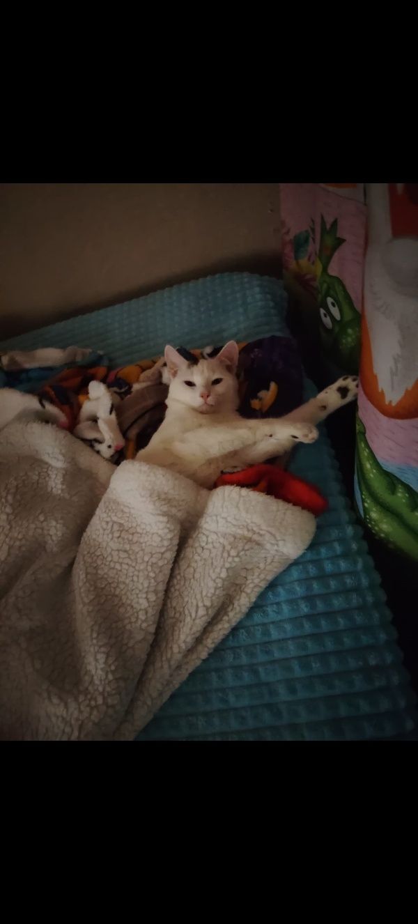 Отдам кота ему 6месяцев в любящие добрые ручки.
