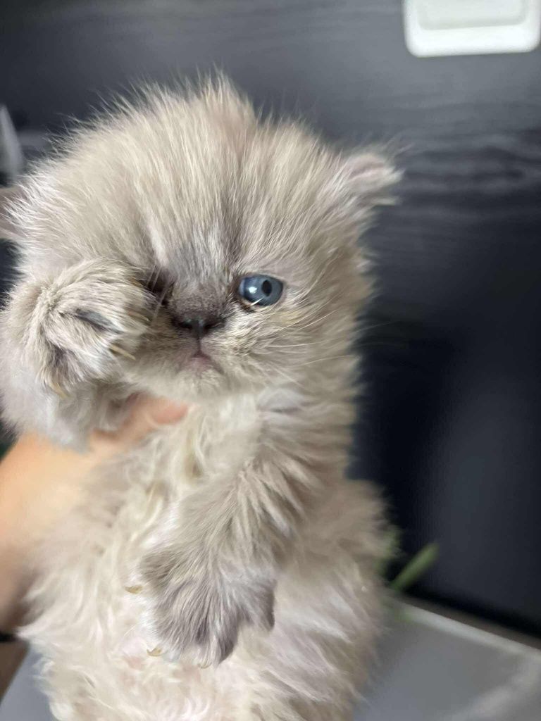 Персийски котенца