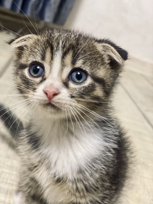 Donez pisică scottish