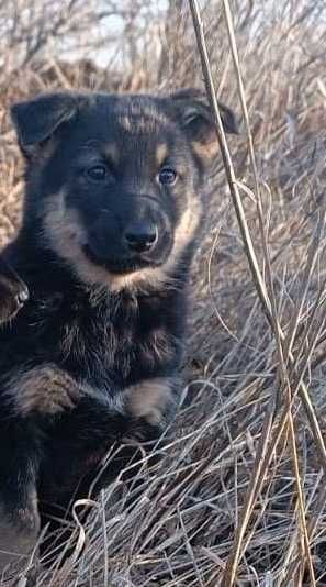 Щенок ищет дом и любящих хозяев