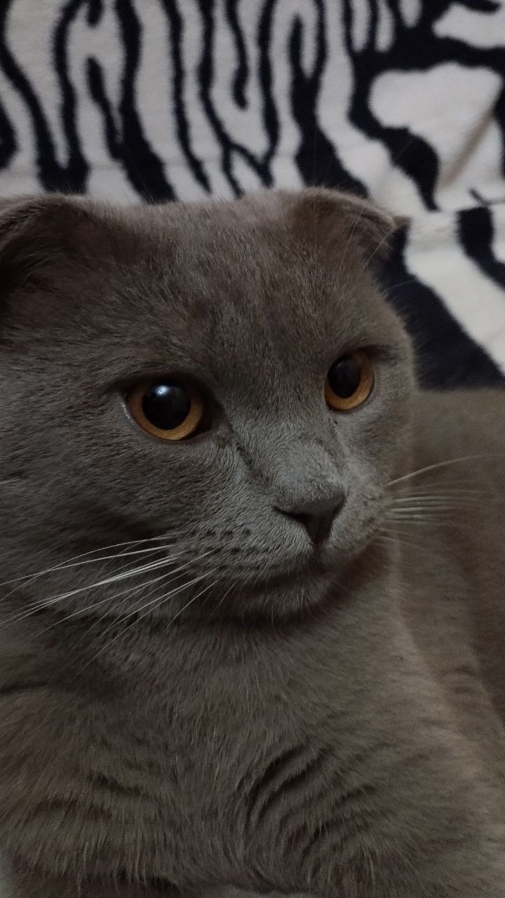 Молодой кот приглашает кошек на вязку