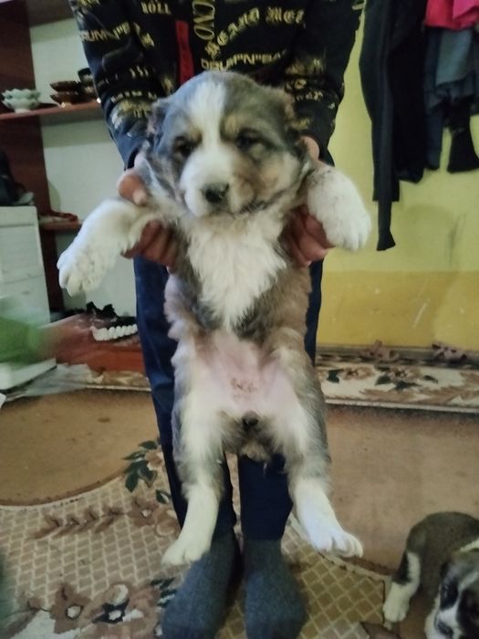 Салом алекум сотилади