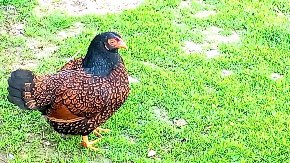 Combarant indian pitic