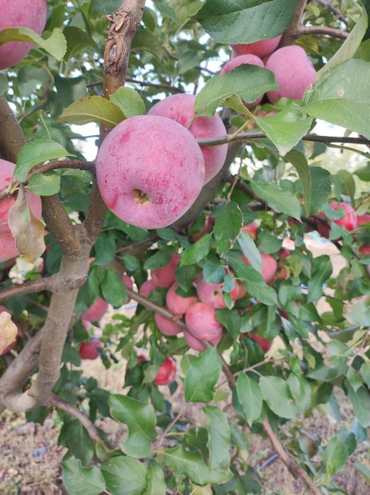 Vând Mere și Pere din plantația proprie