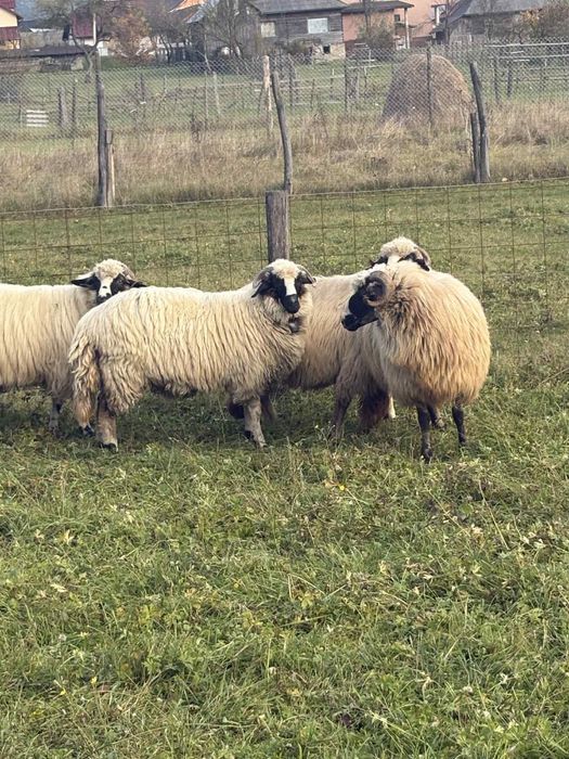 Oi de vânzare breze