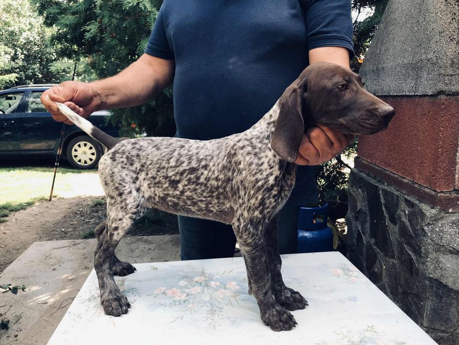 Pui brac german cu păr scurt