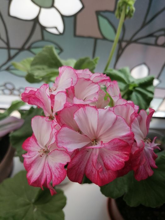 Продам сортовые  пеларгонии