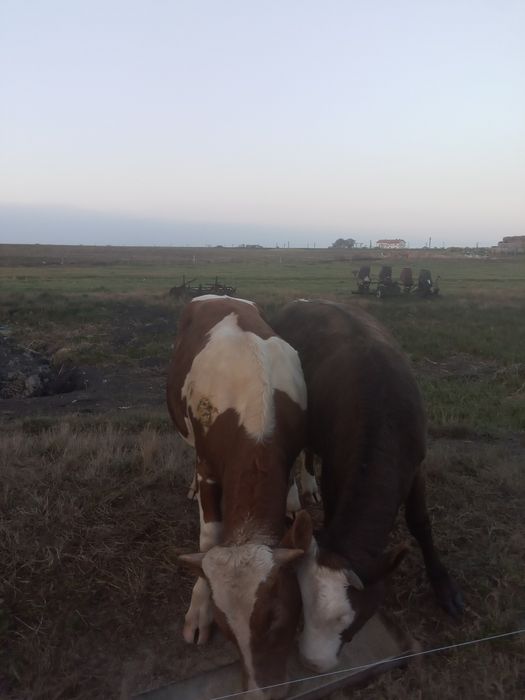 Vand doi vitei tineri si foarte frumosi