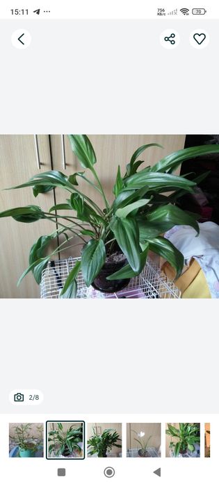 Комнатные растения