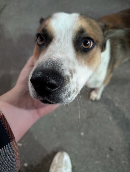 Да намерим Дом за Куче Римо