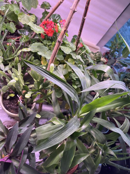 Комнатные растения, бегония, алоэ, рео, сансевиерия, каланхоэ