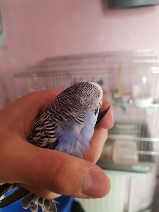 Vând un mascul de papagal peruși foarte fain