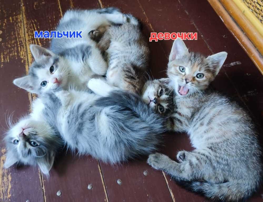 Котята мышеловы, мама смесь бенгала и обычной.