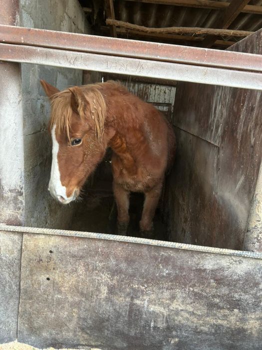 Соғым сатам семіз