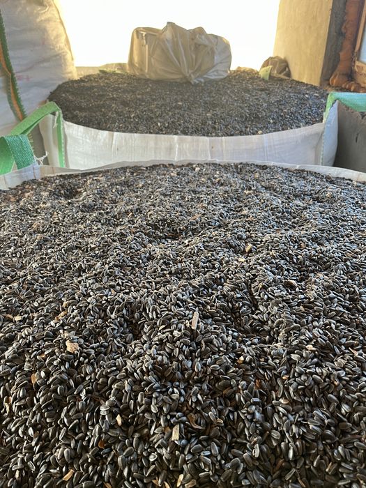 Floarea soarelui 2025