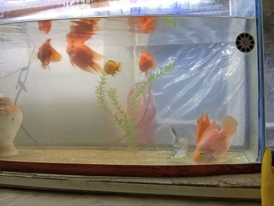 Продаётся  аквариум и  Рыбы 5 попугаев 1 акула 1 африканский