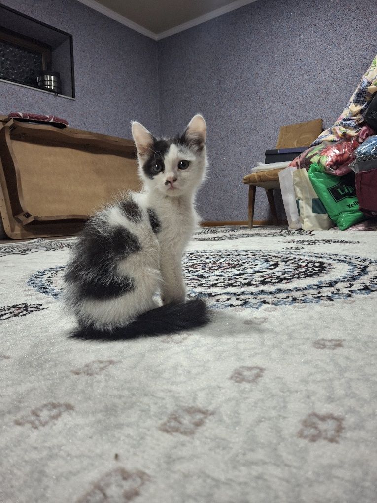 Отдам котёночка.