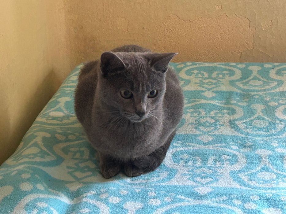 Подарявам котенца