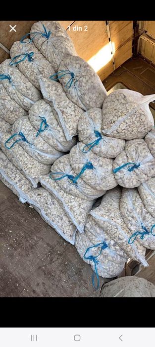 Usturoi de pus în pământ și consum