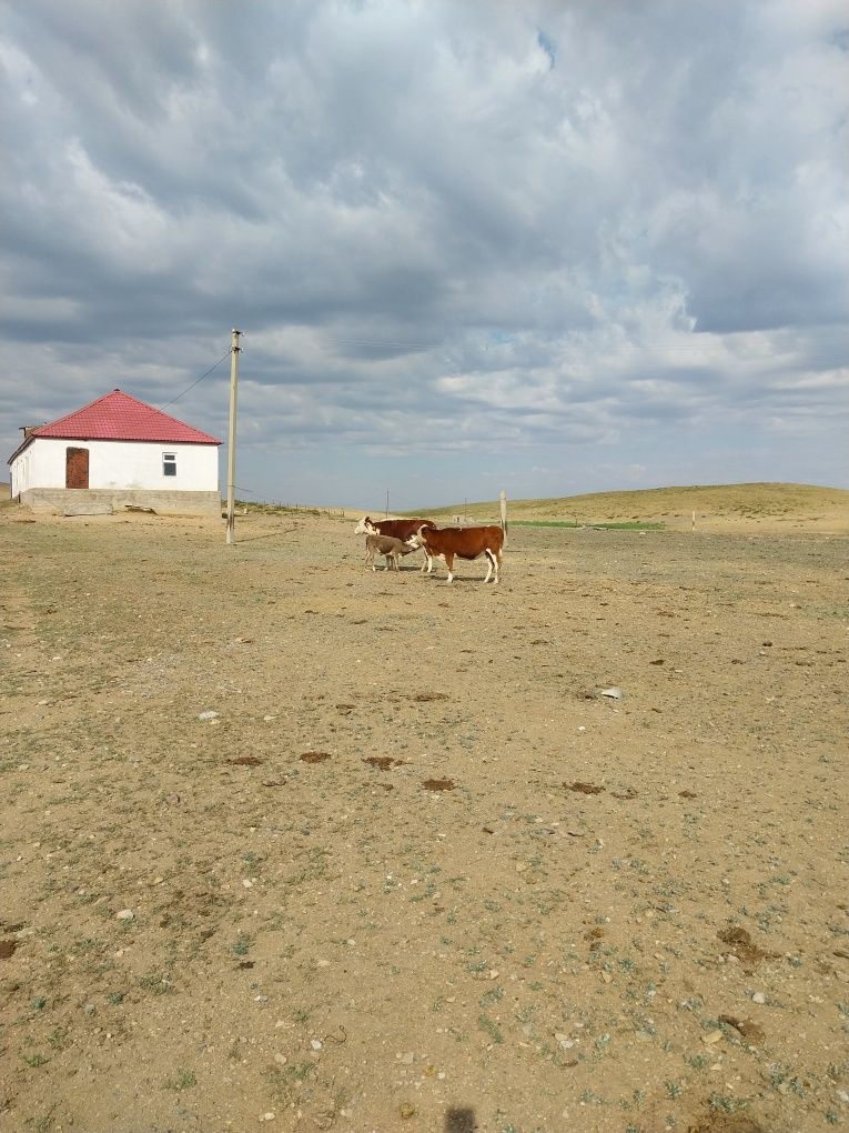 Продам ферму в Баянаульском районе, Торойгырском с/округе