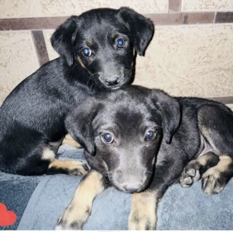 Малыши ищут дом!