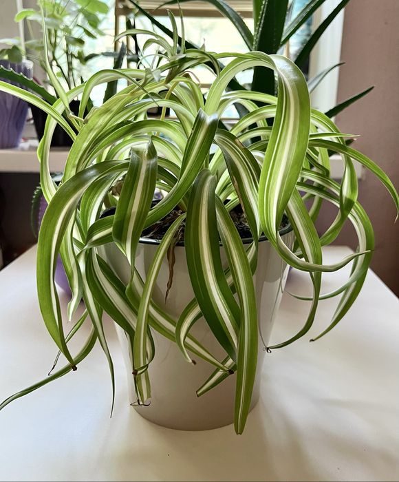 Продаю хлорофитум