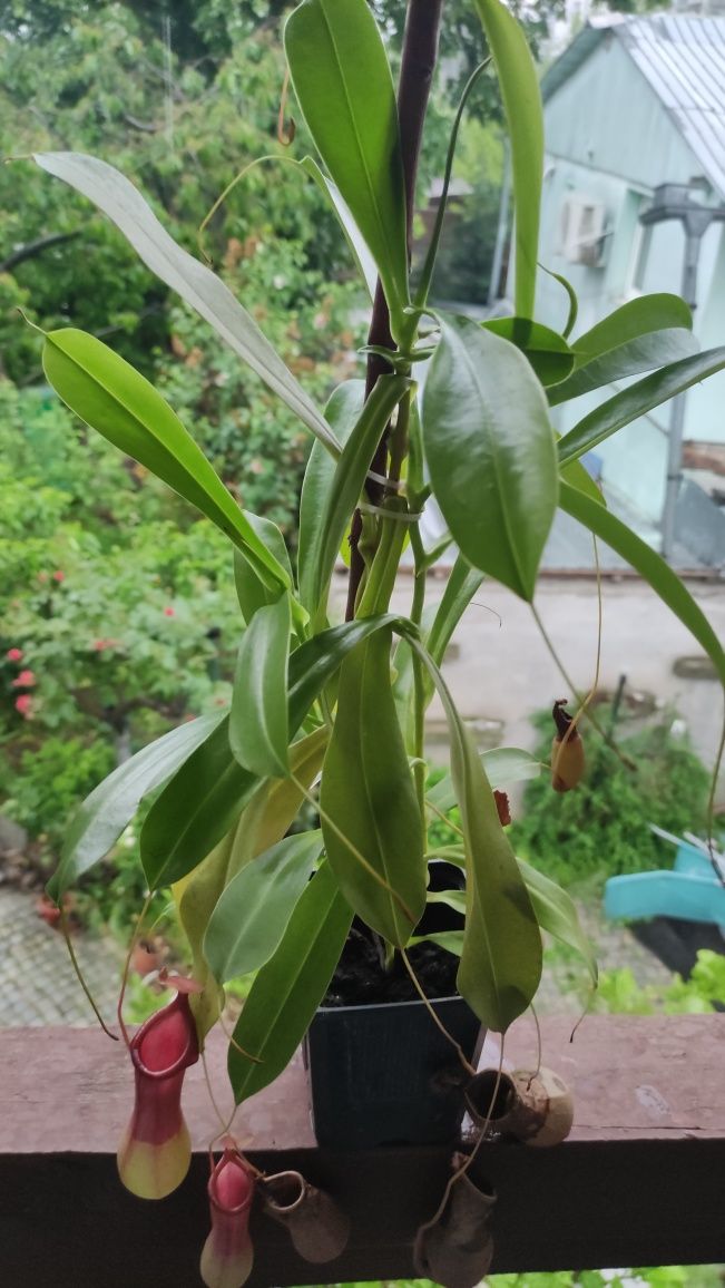 Nepenthes Alata x Ventricosa