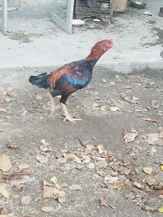 Srochni tovuklar xoroz dakan