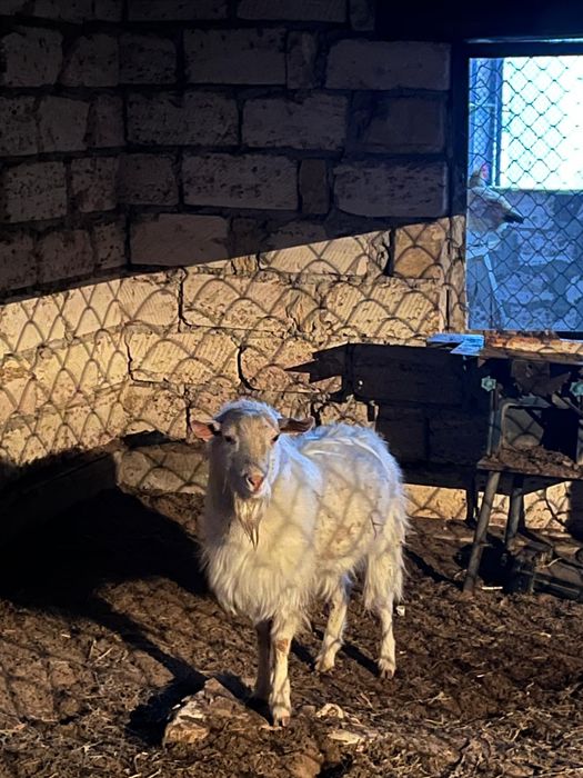 Бір лақты ешкі Бір буаз ешкі Бір теке