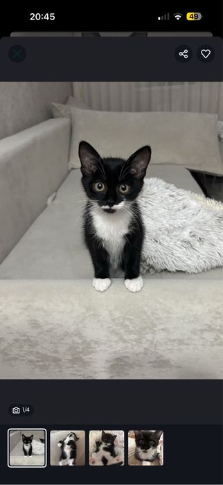 Отдаем котенка в добрые руки, очень ласковый, умный