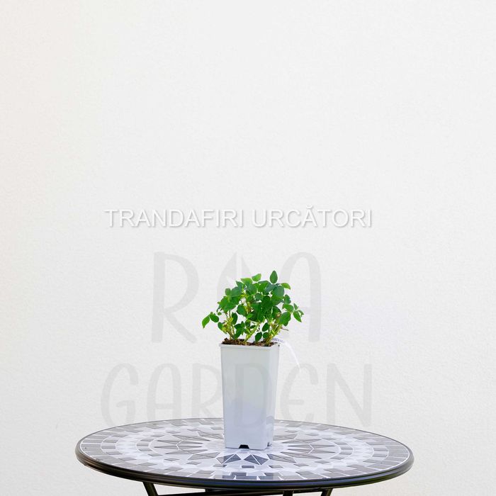Trandafiri la ghiveci 3L – Floribunda, Târâtori, Teahibrizi, Urcători