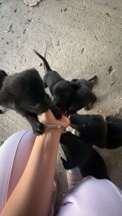 donez 6 catelusi (5 fetite si 1 baietel)