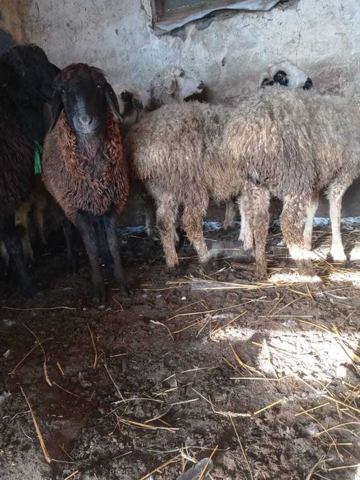 Токтылар курдючные