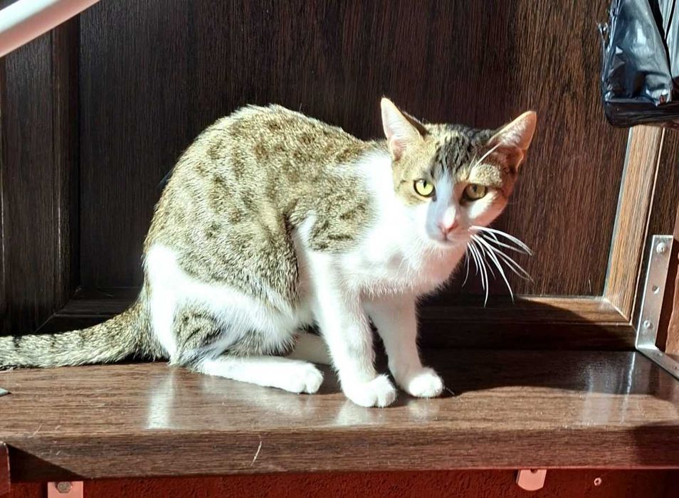 Adoptie pisica motan vargat Aladin