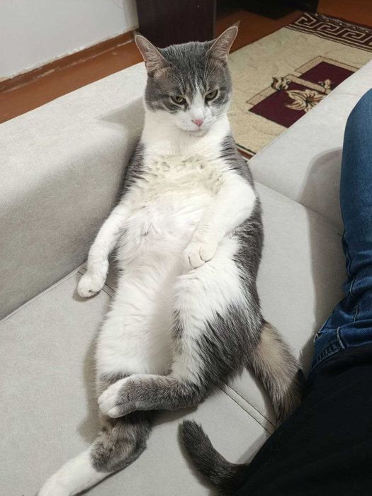 Отдам даром своего кота